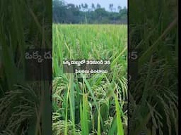 #paddyseeds #agriculture knm 12366 paddy seeds telugu