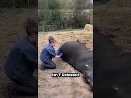 Why Vets Puncture a Cow’s Stomach?