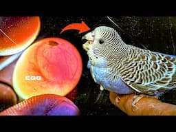 10 Must Know Questions Before You Start Breeding Budgies!
