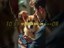 Dogs Get JEALOUS?!