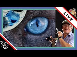 Cat's Eye Painting - LIVE!