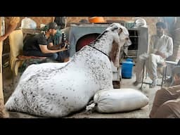 Winner Bakra World Biggest Heavyweight Bakra Show Faislabad Qurbani 2025 ll Bakra Mandi 2025 #bakra