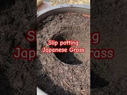 Slip potting Japanese grass
