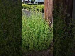 Why I Let This Texas Native Plant Take Over My Yard