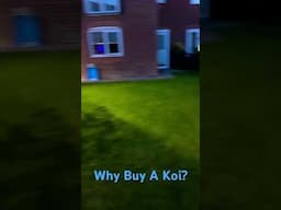 Why buy koi? #babykoifish #animals #fish