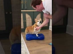 A loaf of bread as a pet!