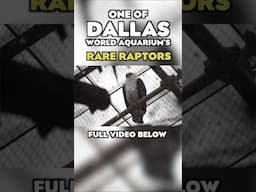 💥One of the rarest raptors you'll ever see!💥 #shorts #dallasworldaquarium