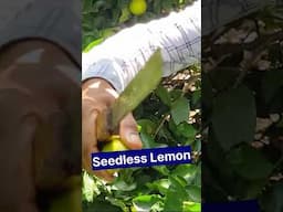 Seedless lemon, lemon farming, #seedlesslemon #lemonfarming Shorts, lemon tree, #shorts
