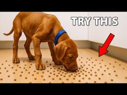 Change Your Dog's Life With These 13 Simple Hacks