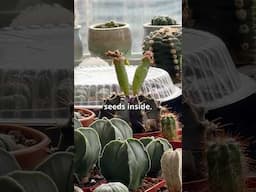 This Is What 🌵Gymnocalycium FRUITS Look Like