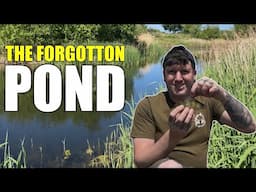 The Forgotten Pond: A Mystery Unraveled