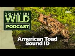 Episode 59: American Toad – Voice of the Wild