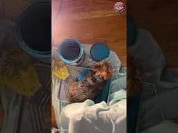 Fur-st Time Painter: When Your Dog Helps With DIY... By Sitting in It 😄