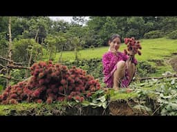 Hoang Thi Mai harvests wild rambutan to sell, builds a life alone |Daily Vlog