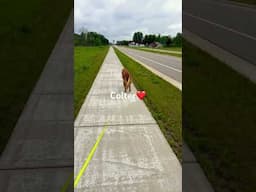 Kid aggressive Golden Retriever