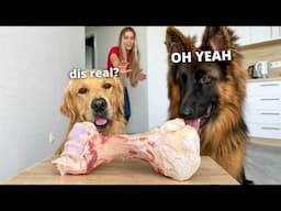 Leaving My Dogs Alone With Their Favorite Food