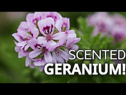 Our New Scented Geraniums Are In! | Scented Geranium, Tulips, and Nursey