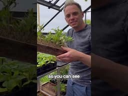 How to grow tomatoes from seed! Beginner Tips 🍅🥷🌿👌 #gardening #growyourownfood #garden
