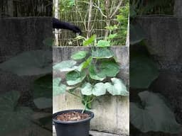Squash Vines #squash #garden #vegetables