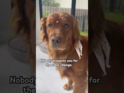 All the kisses over the years, rub your dog’s color off. #goldenretriever #dogdad #doglife
