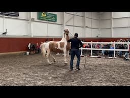 Dangerous and Unpredictable Horse Worries Mother and Daughter!!