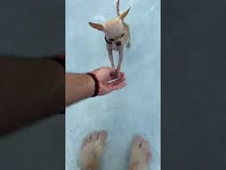 Adorable Chihuahua goes for a swim to cool off after a long walk!