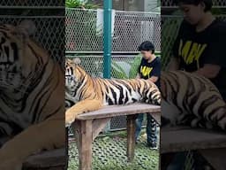 Tiger is Okay 👌 🐯