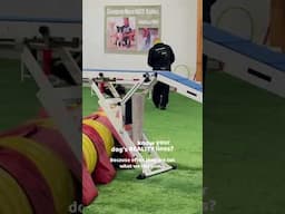 Reality vs fantasy lines in agility! #oneminddogs