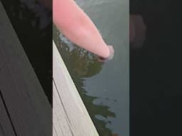 she was tired!! big bass released!! #fishing #bass #shorts #subscribe