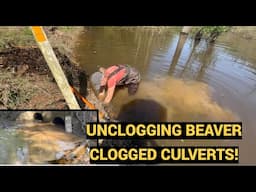 UNCLOGGING BEAVER CLOGGED CULVERTS WITH TONS OF DEBRIS! 04/2025