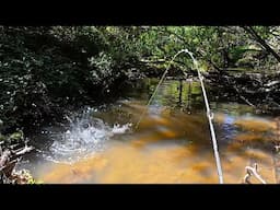My Most Exciting Murray Cod Strike