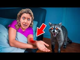 Vicious Raccoon ATTACKED me in my SLEEP!