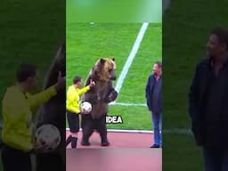 They Brought a Bear to a Football Match… 😳🐻⚽
