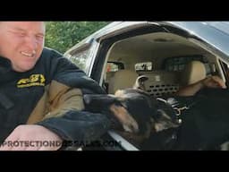 Don't Skip "Arm Day" Workout! @ProtectionDogSales Elite Family Raised Personal Protection Dogs