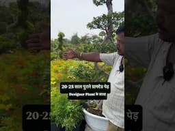 25-Year-Old Rare Bonsai You've NEVER Seen Before! | एक अनोखा Bonsai जो सबको हैरान कर दे