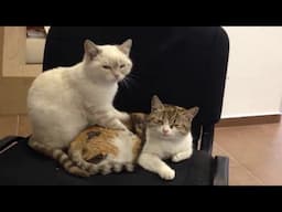 Do Cats Enjoy Massages As Much As Humans?