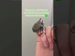 🥹🪲some cute beetle to make your day better! #beetle #bug #bugs #insects #cute #funny #comedy