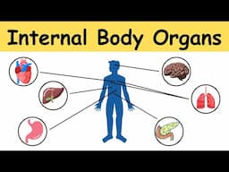 Internal Body Organs | English Vocabulary