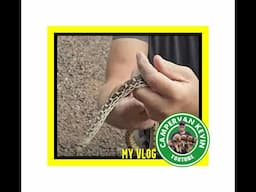 Unwelcome Critter Damaging My 4x4 RV Tow Car!