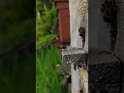 IELTS Speaking. Apiculture and beekeeping