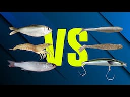Should Beginner Saltwater Anglers Use Live Bait or Lures??