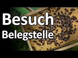 Besuch einer Belegstelle: wer hat Lust? Anpaarungsplatz Apis mellifera mellifera Dunkle Biene