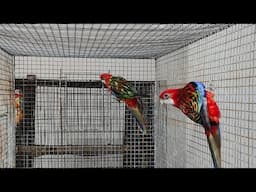 Red Ramped&Rosella building setup