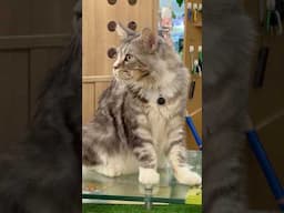 Cool Cat #cool #cat #pets
