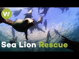 Saving Entangled Sea Lions: Follow veterinarians in their rescue mission