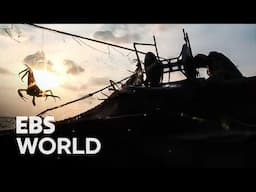 Heated Fight Onboard Captain Explodes During Perilous Crab Fishing Voyage #PICKDOCU
