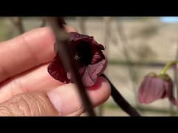 Hand Pollinating My First Pawpaw Tree For MASSIVE Fruit Yields!