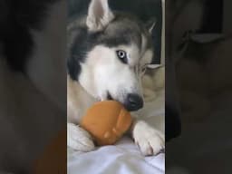 dog sounds like a turkey! #happythanksgiving