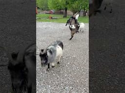 Check these three stud muffins out. All three Billy Goats. #goat #farming #animal ￼