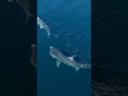 Celebrate World Wildlife Day in the Ocean!